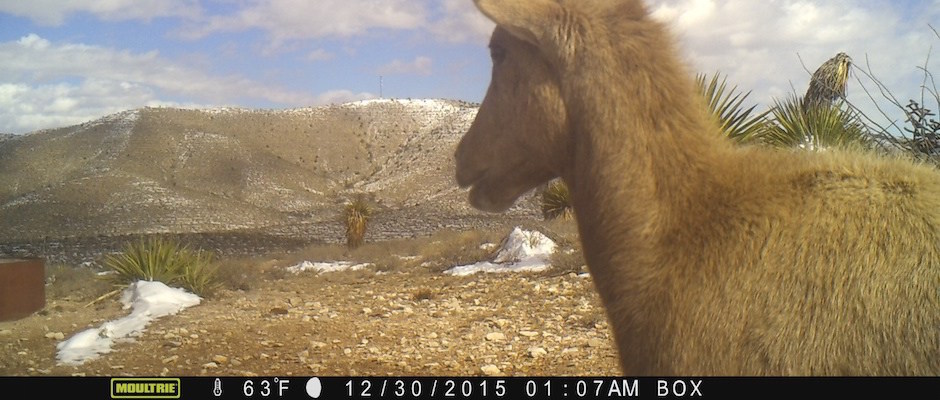 circle_ranch_game_camera_2016_feature