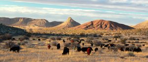 circle_ranch_west_texas_cattle_feature