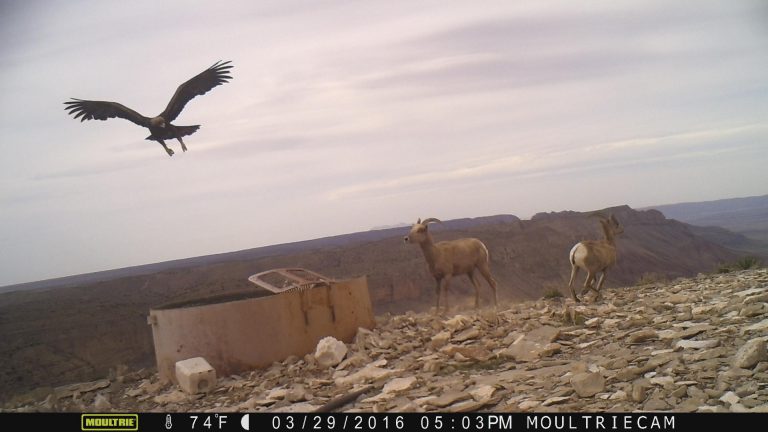 cirle_ranch_texas_wildlife_eagle_6