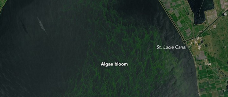 algae_bloom