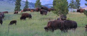 bison_montana_circle_ranch