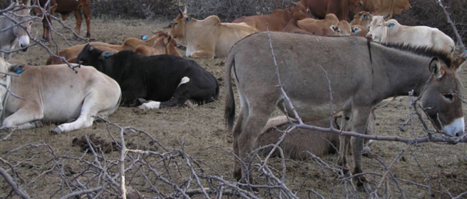 cattle_circle_ranch