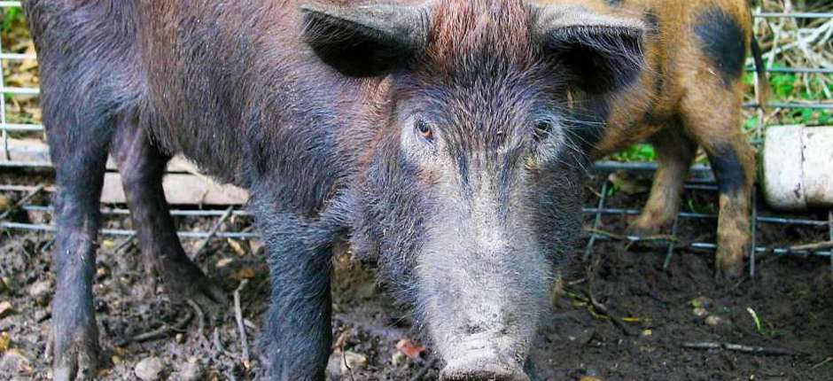 feral_pigs_caged