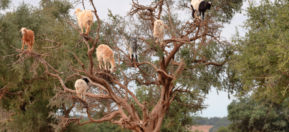 goats_in_trees_morocco