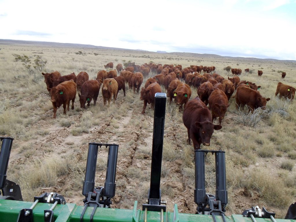 Rangeland Restoration: Subsoil Contour Plowing at Circle Ranch, in far-West Texas