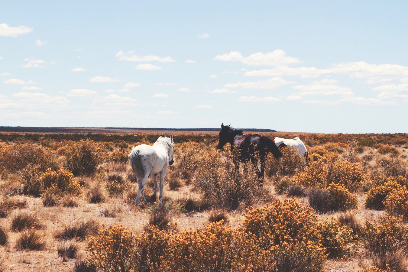 wild_horses_argentina