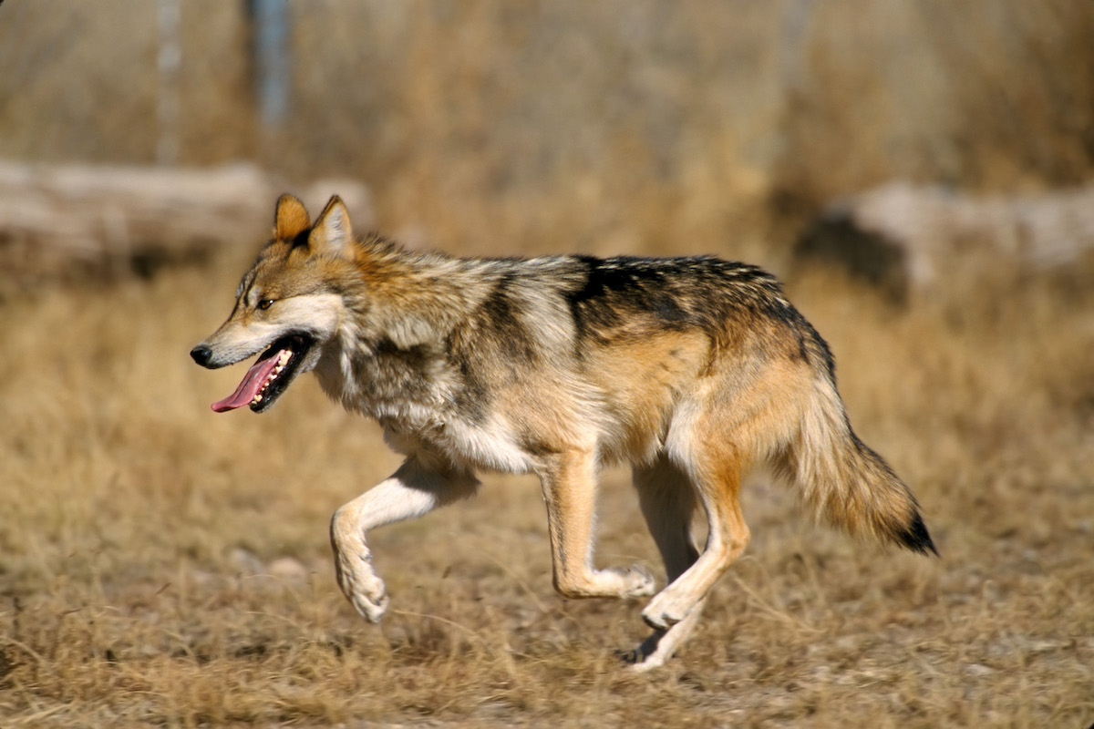 Mexican_wolf