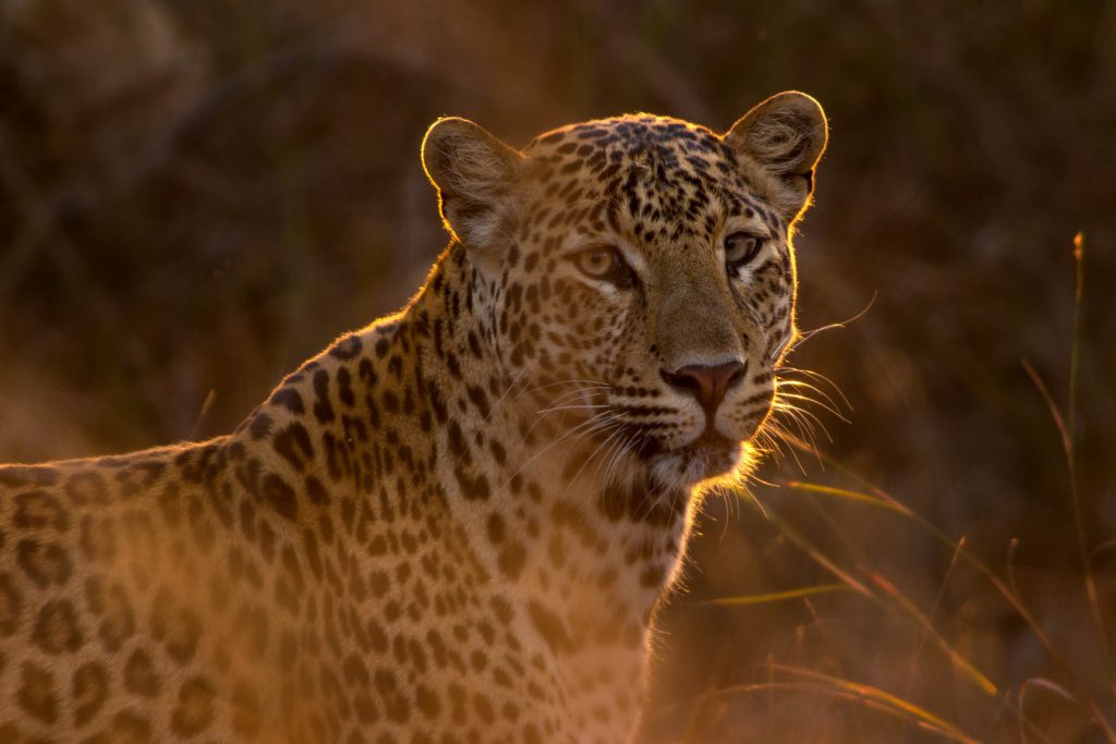 Jaguars Return to Southern Arizona | Pitchstone Waters