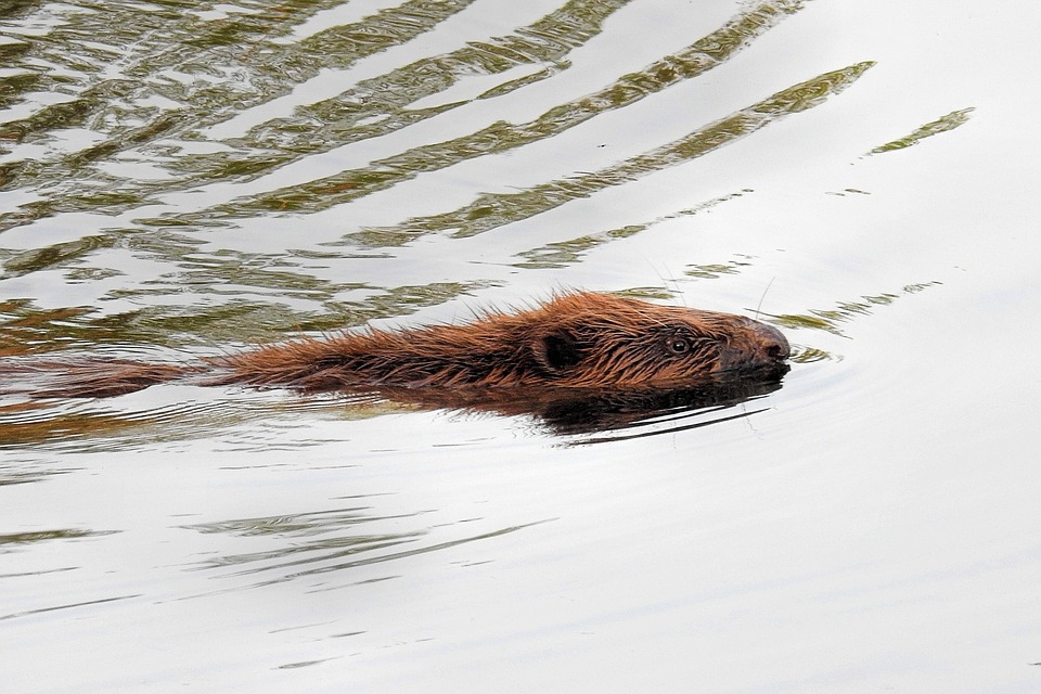 beaver_IN_WATER