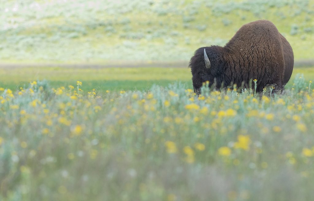 bison_yellowstone