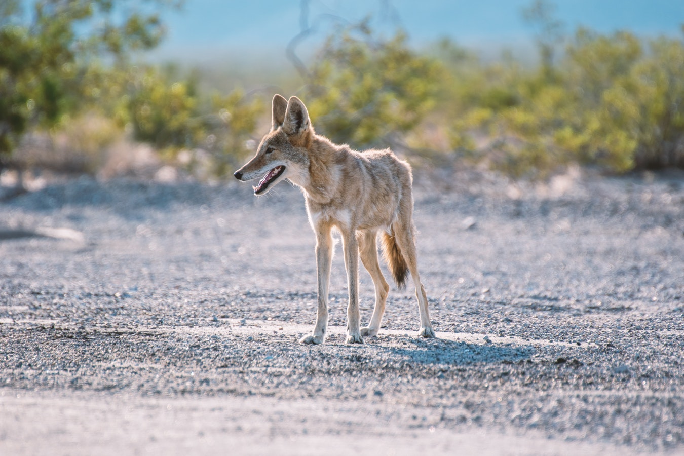 coyote_death_valley_young