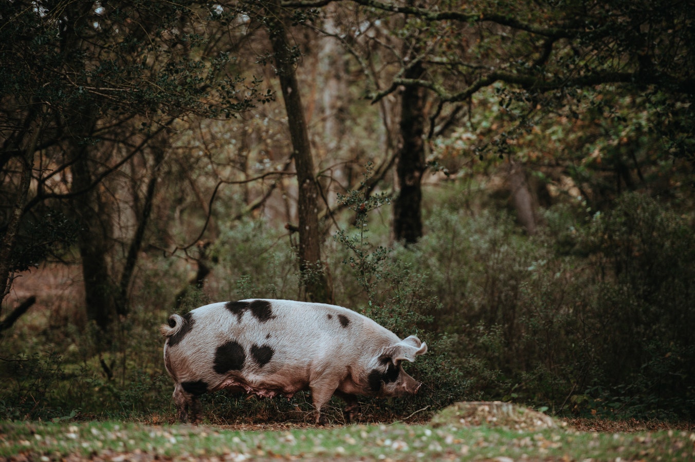 pig_forest