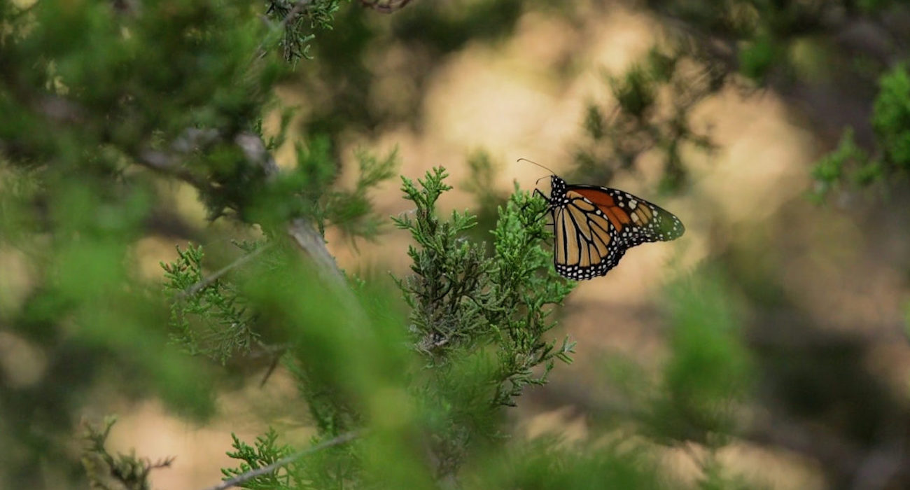 monarch_butterfly