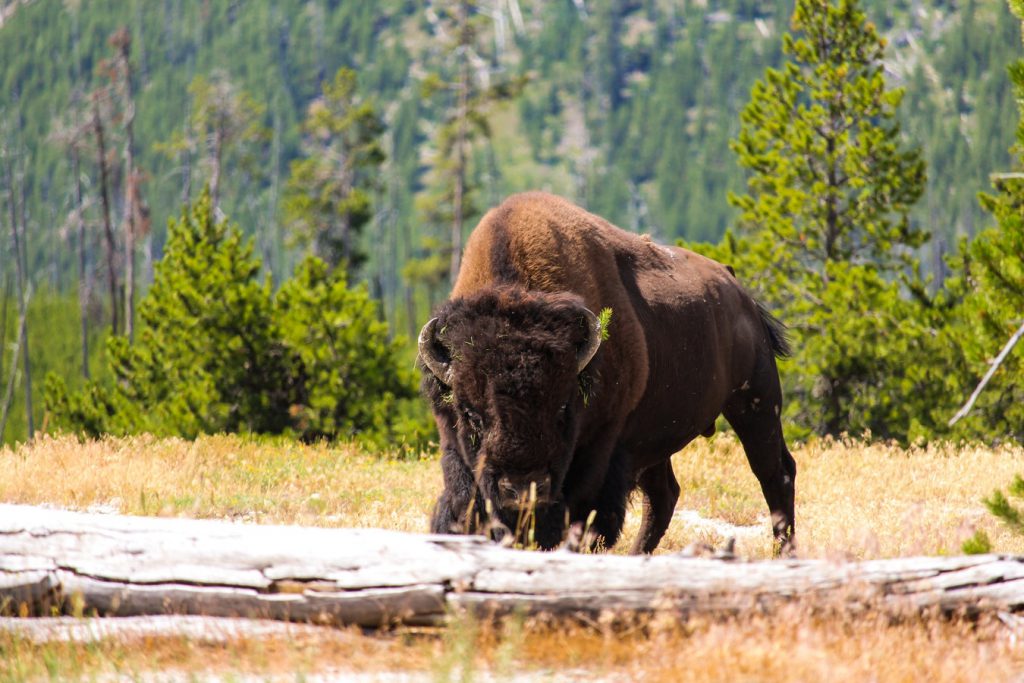 bison_yellowstone_park
