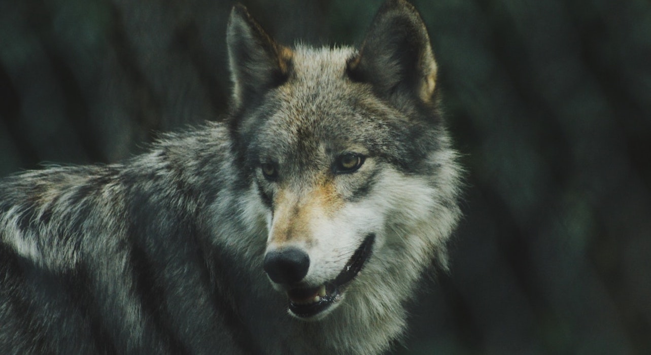 wolves_washington_endangered_species_act