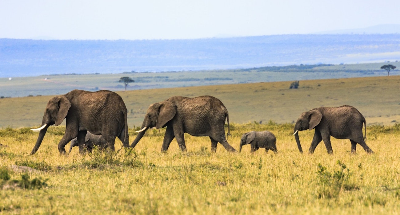 elephants_kenya