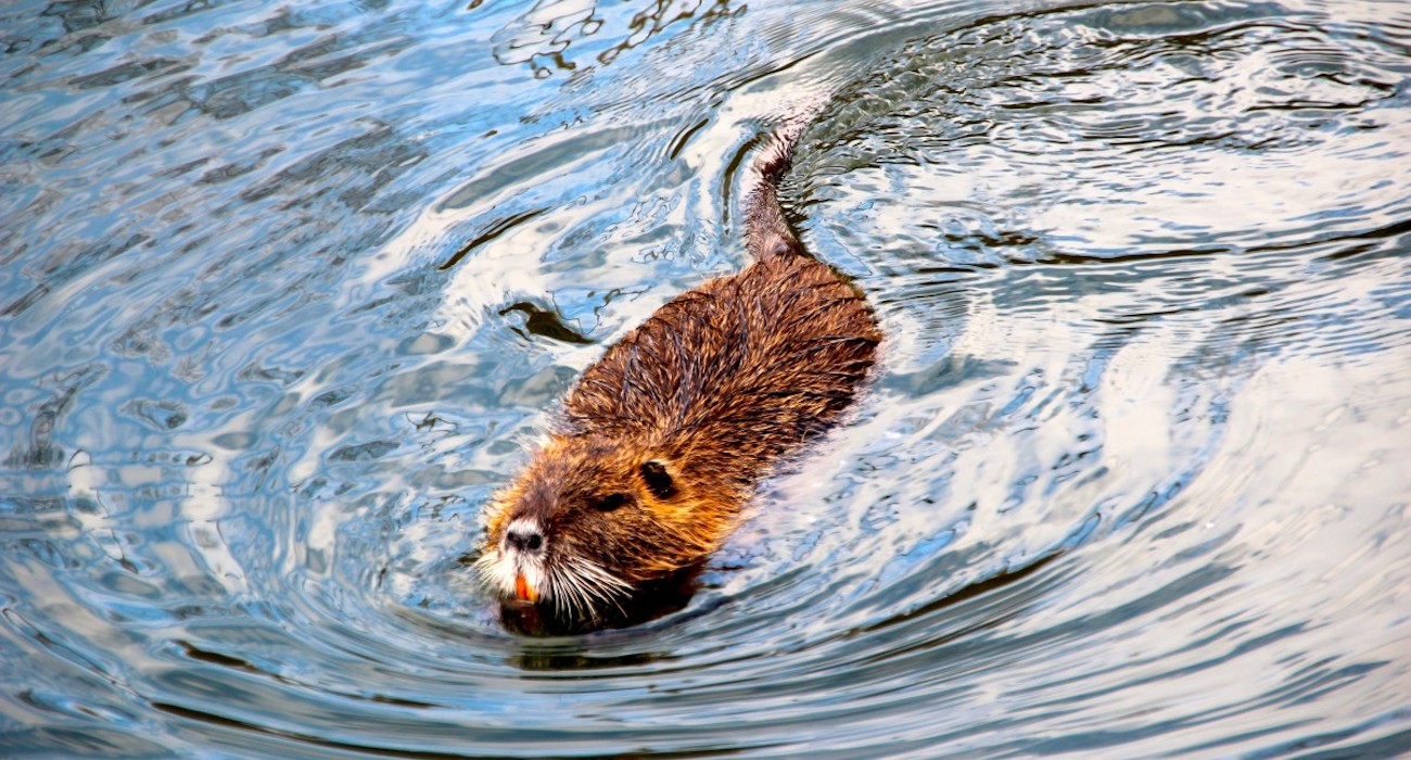 beaver_muskrat_water_swim