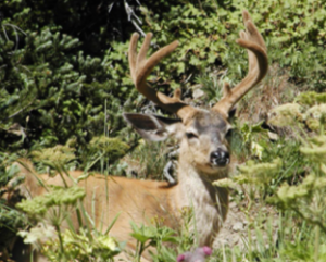 which species of deer may not be hunted in washington