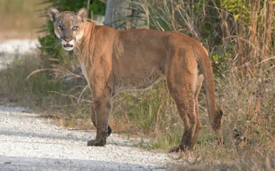 Conservation-Florida-panthers