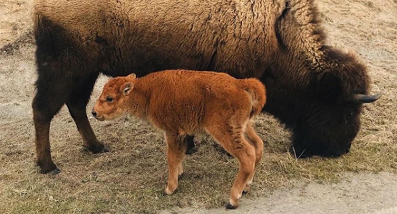 first_bison_calf_idaho