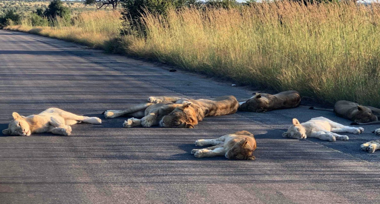 lions_sleeping_road_south_africa