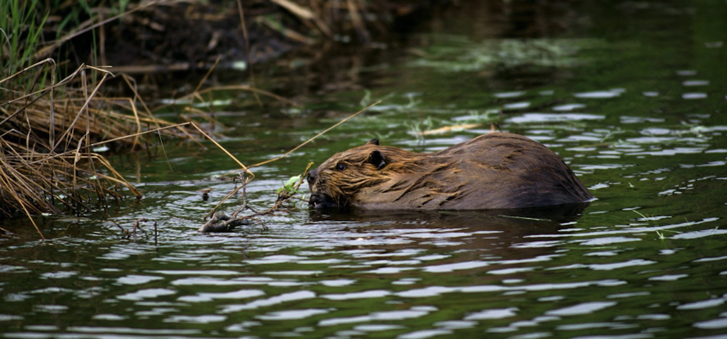 beavers_alaska_denali_national_park