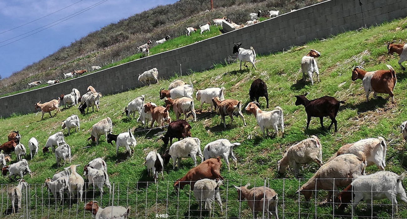 goats_mowing_grass