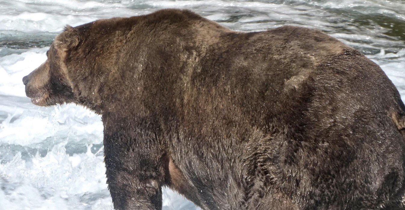 Fat Bear Week: It's Time to Weigh in on Katmai National Park's Biggest Bear