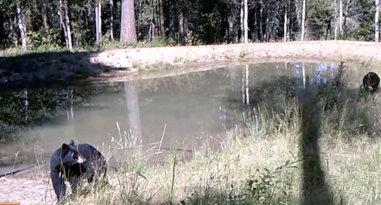 Livestock Pond Attracts Wildlife in Idaho Forests Near Yellowstone Park
