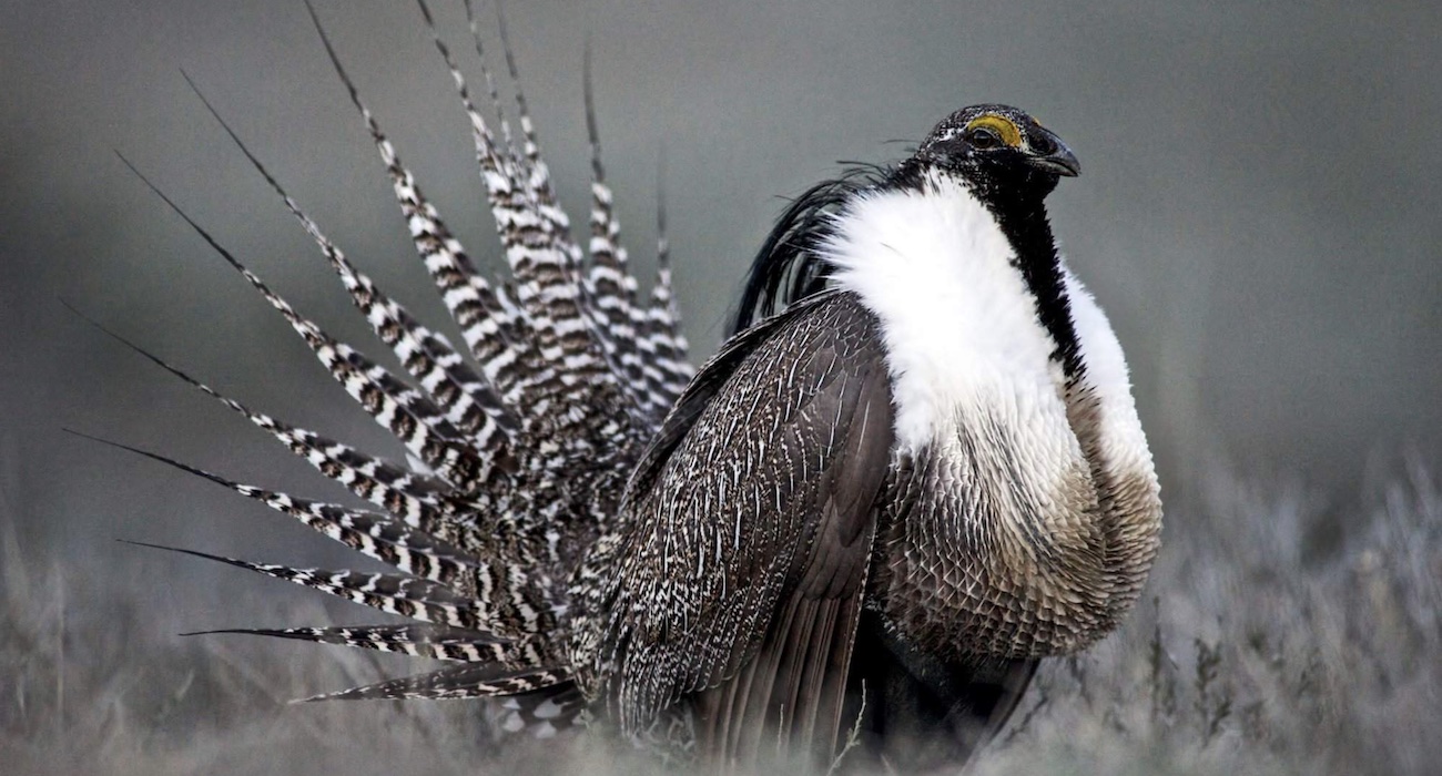 Wyoming Sage Grouse Counts Fall Again, Marking a 5-year Trend