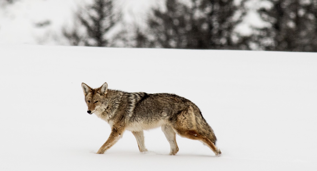 2022 Winter Wildlife Near Yellowstone Park, in Idaho