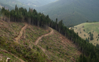 europe_forests_logging