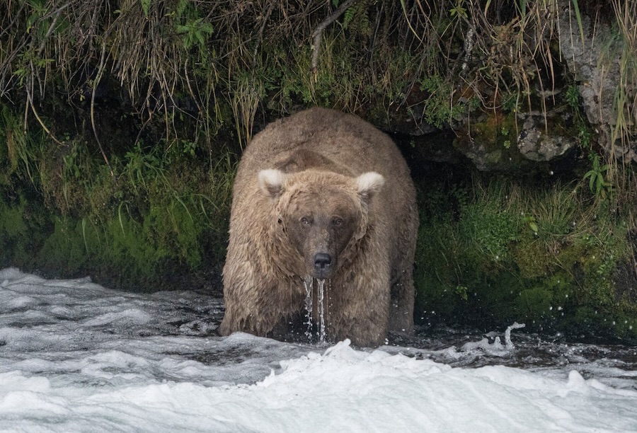 This is a picture of a bear eating fish in Alaska, known as 128 Grazer Bear