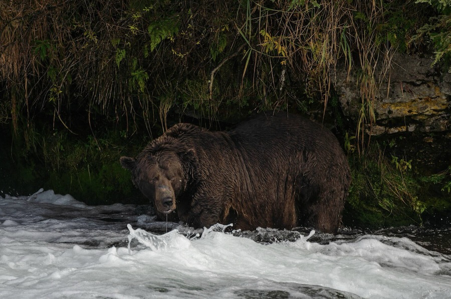 this is a picture of a bear eating fish in Alaska, known as 32 Chunk Bear