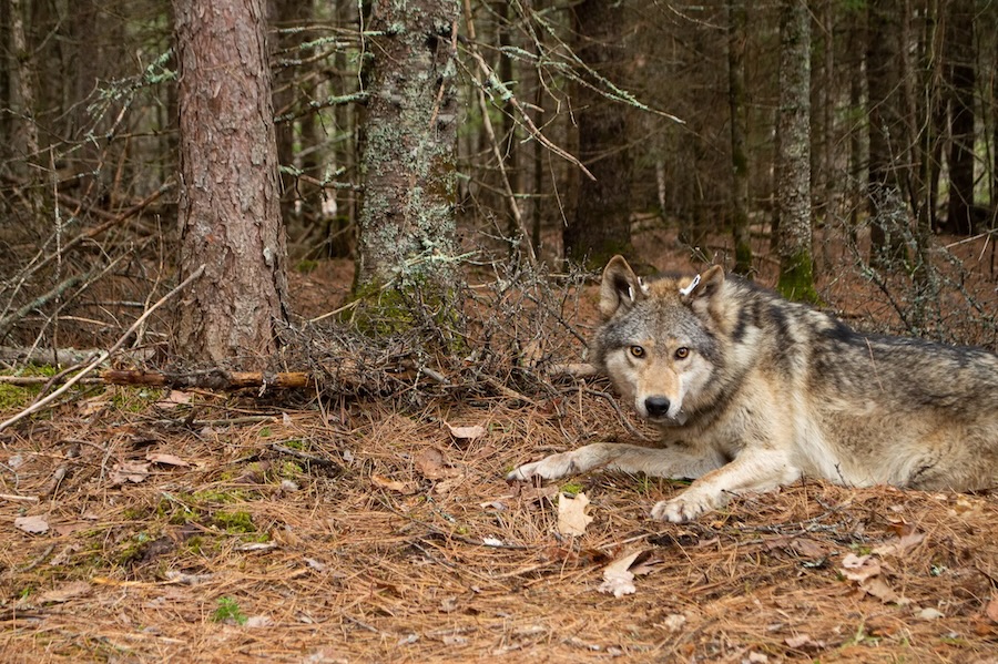 This is am image of a wolf that was collared in spring 2021 just south of Voyageurs National Park, in Minnesota 