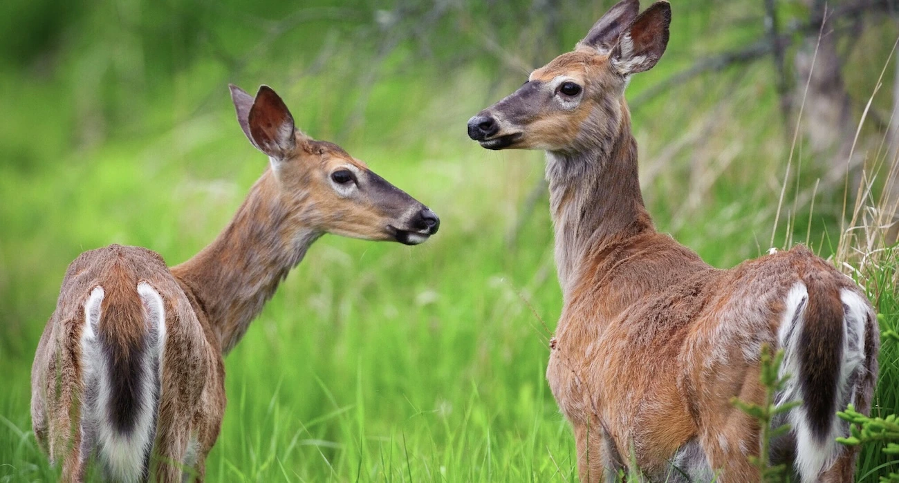 This is a picture of two deer who have contacted Chronic Wasting Disease. They appear sick.
