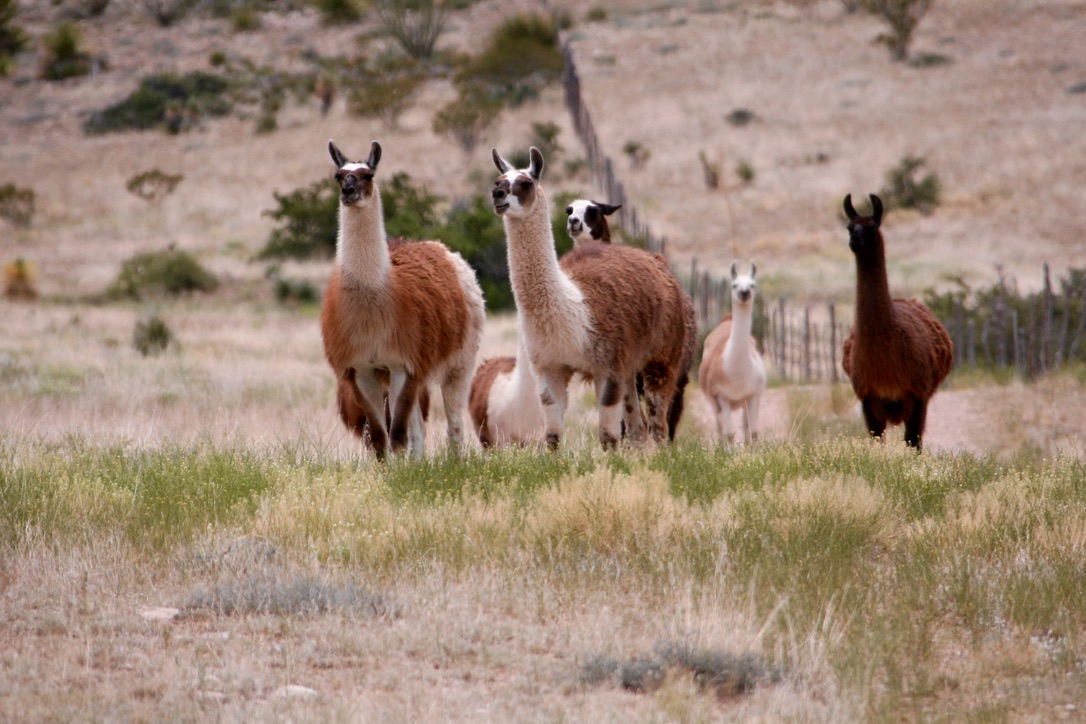 At the Foot of a Melting Glacier in Peru, Llamas Helped Revitalize the Land