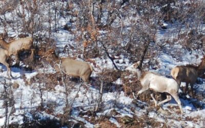 this is a piebald cow elk, which are very rare to spot in Colorado