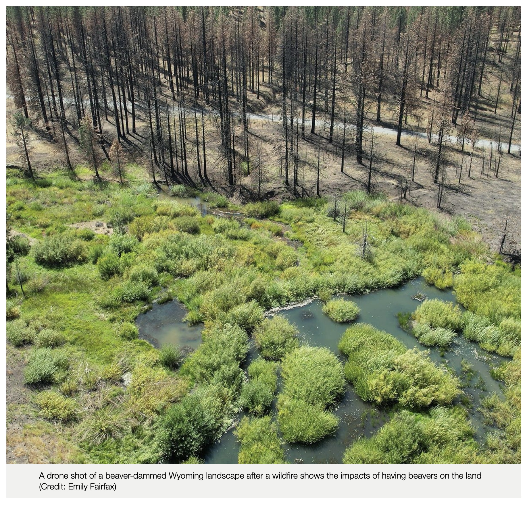 drone_shot_of_beaver_pond_in_wyoming_after_wildfire