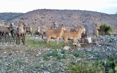 Aoudad herd drinking water in a West Texas grassland