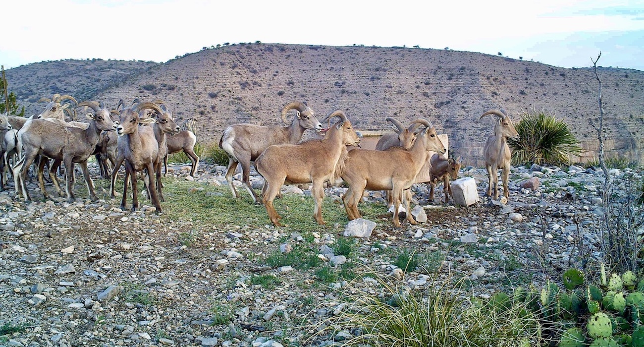 Aoudad herd drinking water in a West Texas grassland
