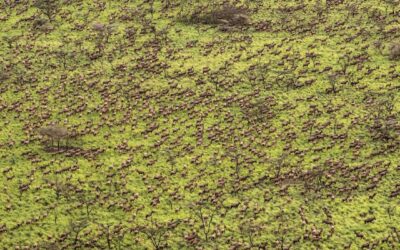 Migration of 6m Antelope in South Sudan Dwarfs Previous Records for World’s Biggest, Aerial Study Reveals